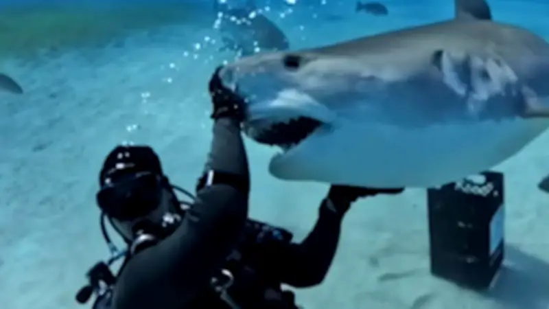 Raubtier-Alarm vor Bahamas: Taucher kuschelt mit riesigen Haien