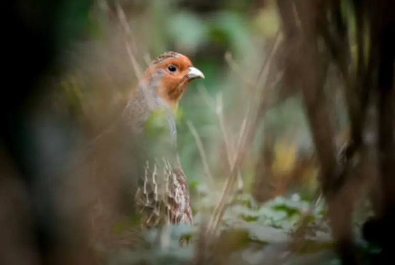 Rebhuhn-Rettung: Wie der Vogel des Jahres 2026 vor dem Aussterben bewahrt werden soll