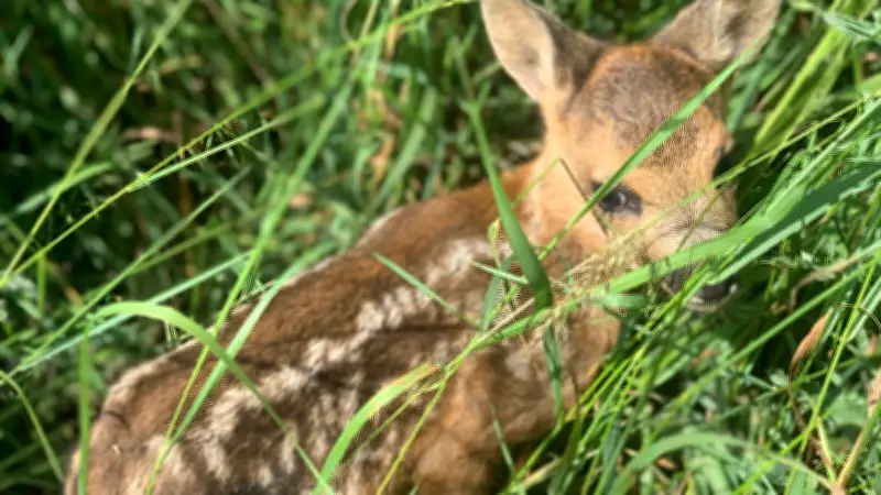 Rehkitzrettung im Raum Woldegk: Drohnen und Helfer gesucht, um Jungtiere vor Mähtod zu bewahren