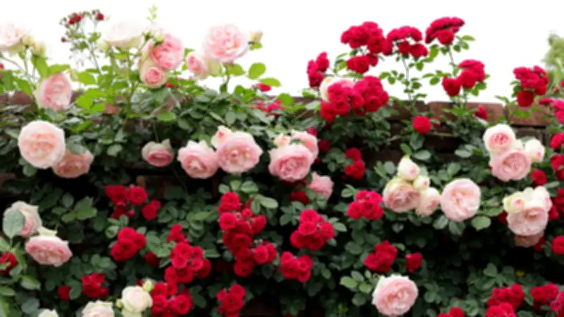 Reihenhausgärten: So begrünen Sie Trennwände erfolgreich mit Pflanzen