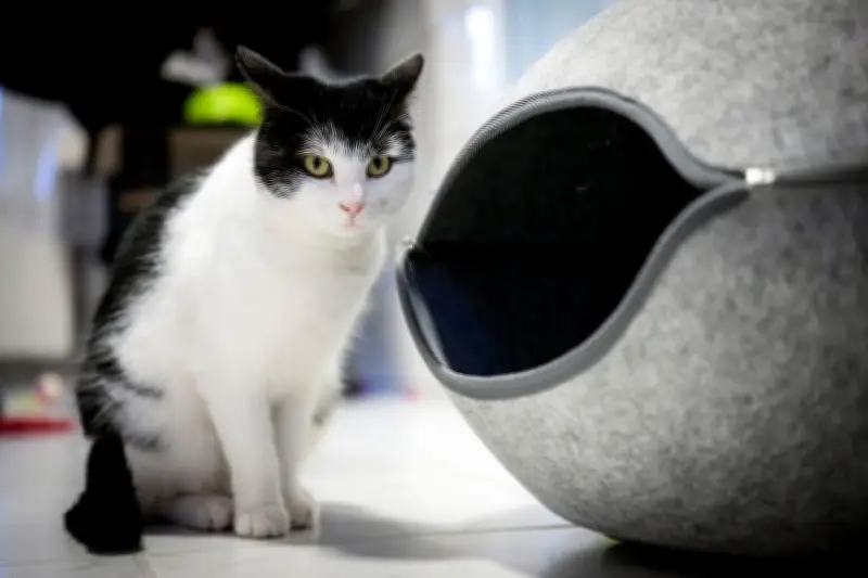 Reiselustige Katze Shila: Vom Zugabenteuer zum neuen Zuhause in Schweden