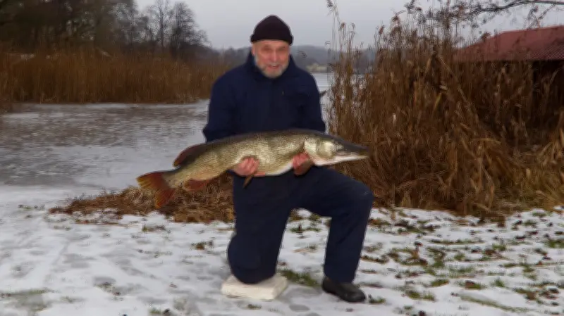 Rekordfang im Carwitzer See: 71-jähriger Angler holt 12-Kilo-Hecht aus dem Eis