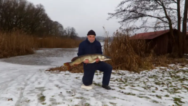 Rekordfang im Carwitzer See: Angler holt 12-Kilo-Hecht bei Plattform-Arbeiten