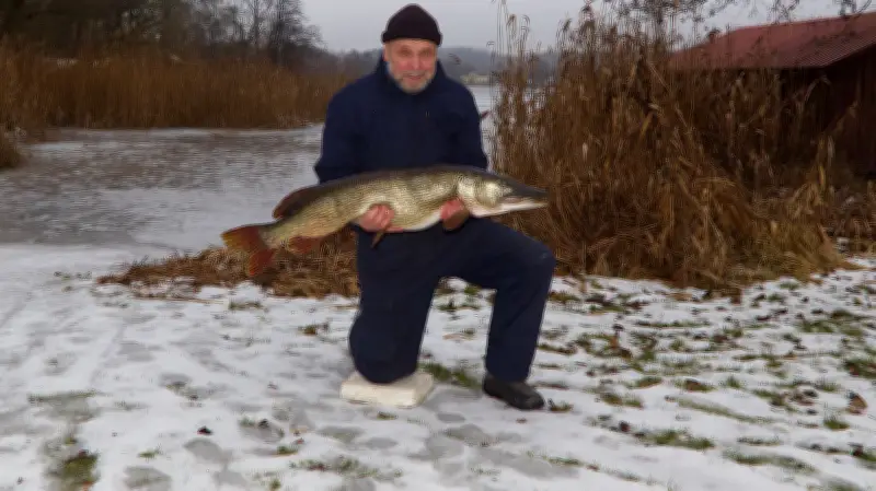 Rekordhecht aus Carwitzer See: 71-jähriger Angler holt 12-Kilo-Fisch bei Plattform-Arbeiten