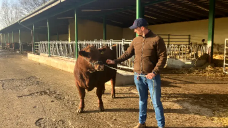 Rekordpreis für Angus-Bullen Cicero: Vorpommerscher Züchter erzielt Spitzenpreis