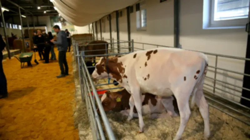 Rekordpreise bei Karower Rinderauktion: Kälber erzielen fünfstellige Summen