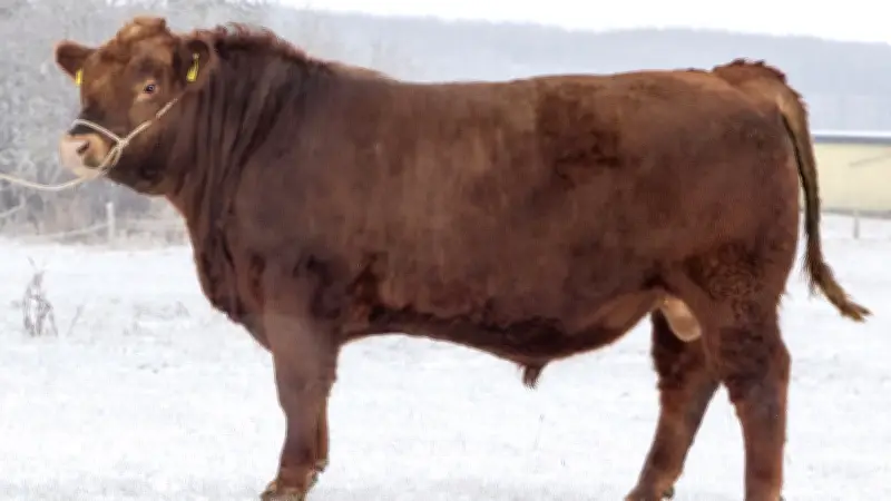 Rekordpreise bei Rinderauktion: Cicero, der teuerste Bulle aus MV, zieht nach Bayern