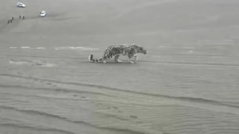 Rettung in letzter Sekunde: Seltener Schneeleopard in chinesischer Wüste entdeckt