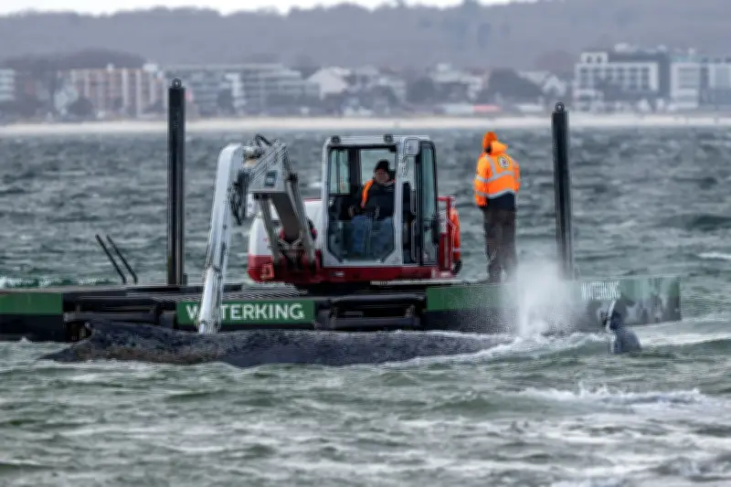 Rettungsaktion für gestrandeten Buckelwal bei Timmendorfer Strand erneut unterbrochen