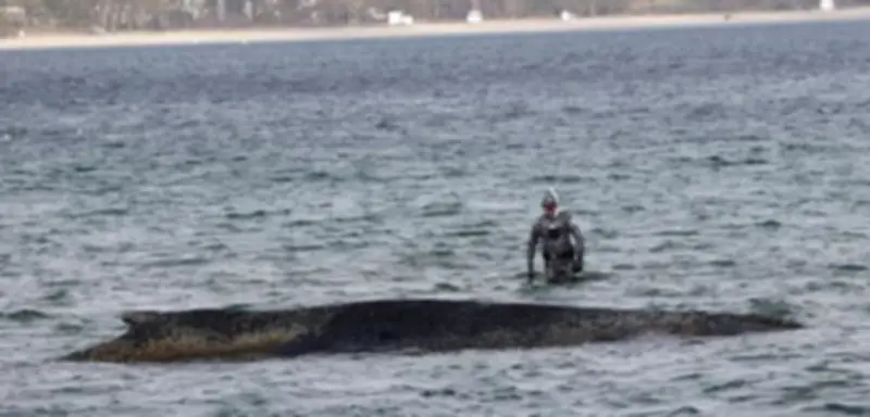 Rettungsaktion für gestrandeten Buckelwal vor Timmendorfer Strand: Bagger graben lebensrettende Rinne