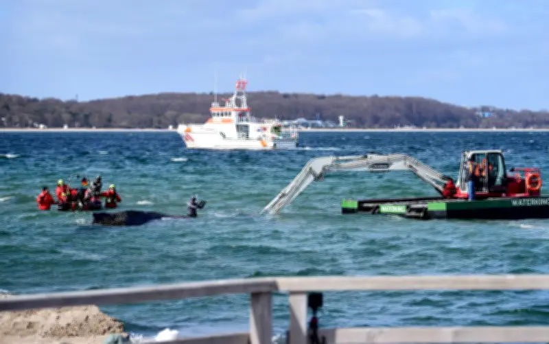 Rettungsaktion für gestrandeten Buckelwal vor Timmendorfer Strand erneut abgebrochen