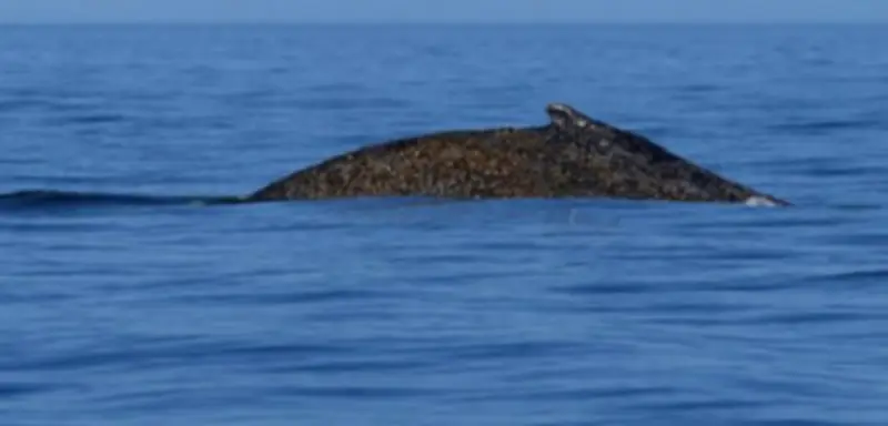 Rettungsaktion für verirrten Buckelwal in Ostsee geht weiter – Suche läuft