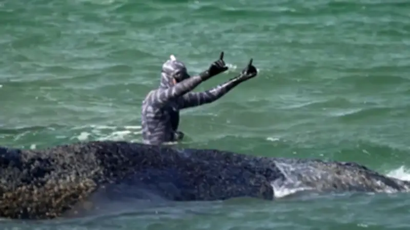 Rettungsaktion vor Niendorf: Mutiger Kampf um gestrandeten Buckelwal