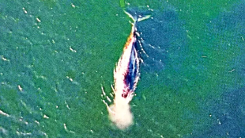 Rettungsdrama in der Ostsee: Warum ein gestrandeter Wal Millionen Menschen fesselt