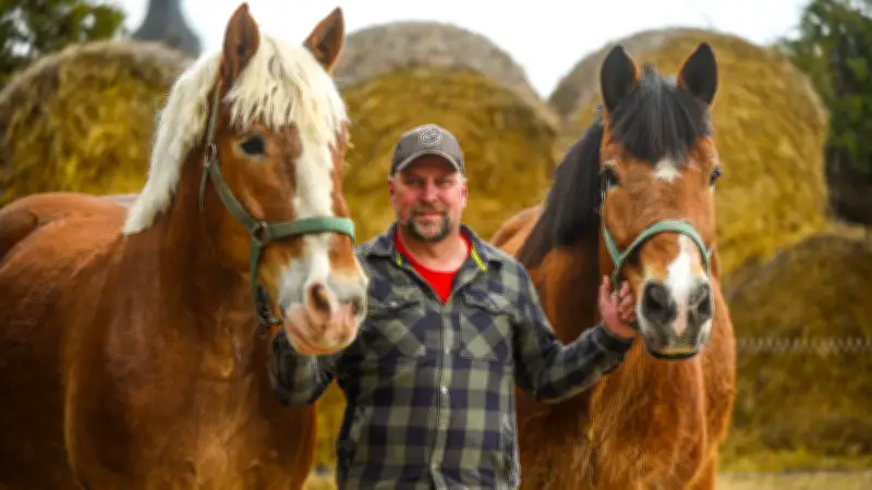 Rheinisch-Deutsches Kaltblut: Traditionelle Landwirtschaft trifft auf moderne Nachhaltigkeit