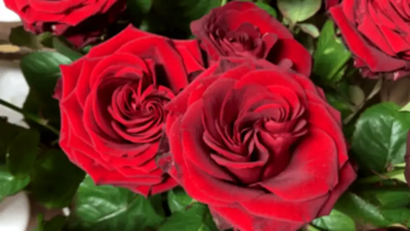 Rosen-Preise zum Frauentag: Transportkosten und Konflikte treiben Blumenpreise in die Höhe