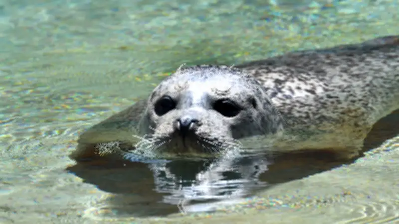 Rostocker Zooverein startet Sonntagsführungen: Anpassungskünstler im Fokus