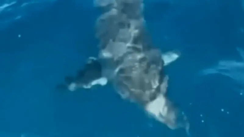 Rätsel vor Mallorca: Windsurfer filmt riesigen Hai - Experten unsicher über Art