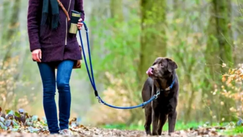 Sachsen-Anhalt: Laxer Umgang mit Hunde-Leinenpflicht gefährdet brütende Wildtiere