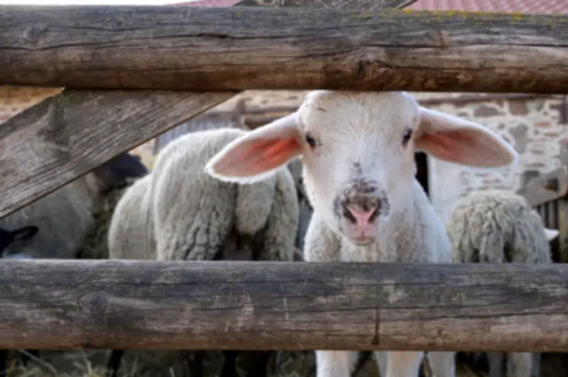 Sachsen-Anhalts Schafzüchter hoffen auf stabile Lämmerpreise zu Ostern