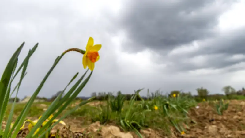 Sachsen-Anhalts Wetter: Sonniger Wochenstart, dann Regen und stürmischer Brocken