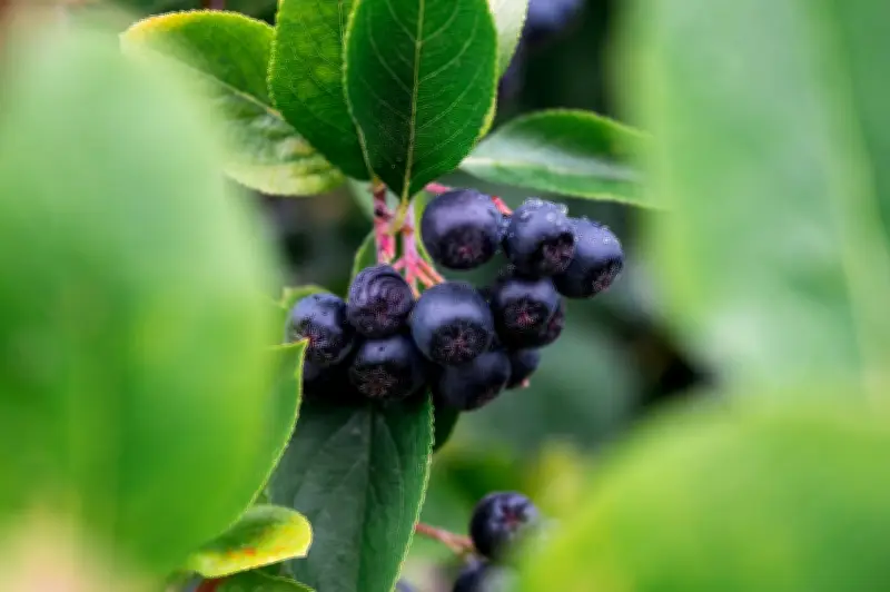 Sachsen feiert Rekordernte bei Aroniabeeren: 2025 als herausragendes Jahr für Strauchbeeren