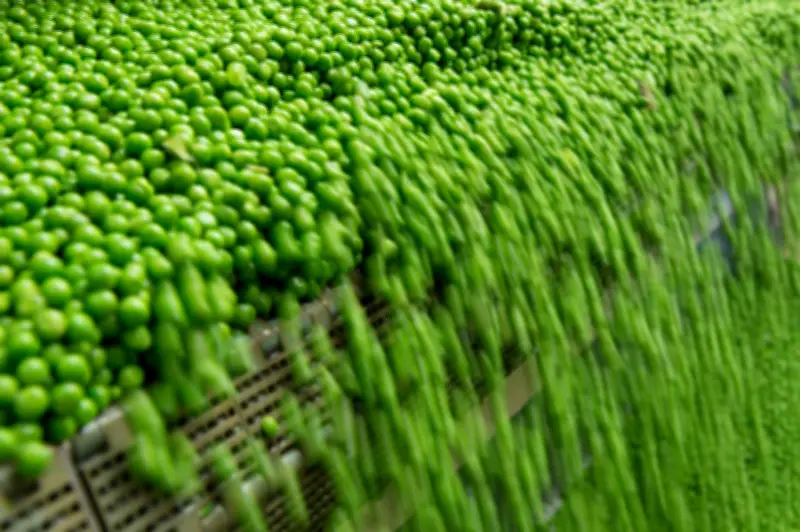 Sachsen ist Deutschlands Erbsenkönig: Jede zweite Erbse stammt aus dem Freistaat