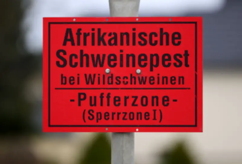 Sachsen: Letzte Schweinepest-Sperrzone im Kreis Bautzen nach EU-Zustimmung aufgehoben