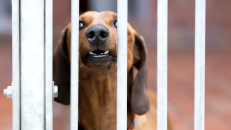 Sachsens Tierheime am Limit: Traumatisierte Hunde warten seit Jahren auf ein Zuhause