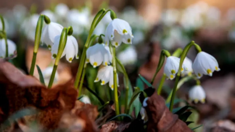 Saisonstart am Karstwanderweg: Erste Wanderung 2026 führt zu Märzenbechern bei Uftrungen
