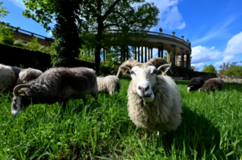 Schafe als ökologische Rasenmäher: Tierische Pflege im Park Sanssouci