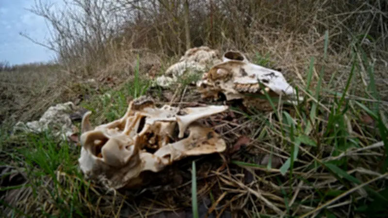 Schafskadaver bei Aschersleben: Veterinäramt sucht nach Verantwortlichen