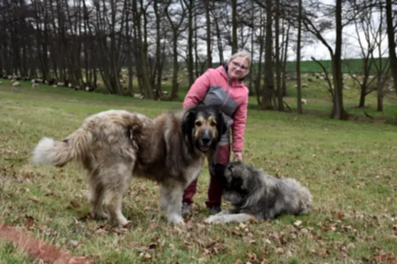 Schäferei Klinkert im Burgenlandkreis: Tradition bewahren, Zukunft sichern
