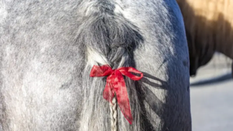 Schleifen im Pferdeschweif: Farbcodes warnen vor Gefahren auf Turnieren