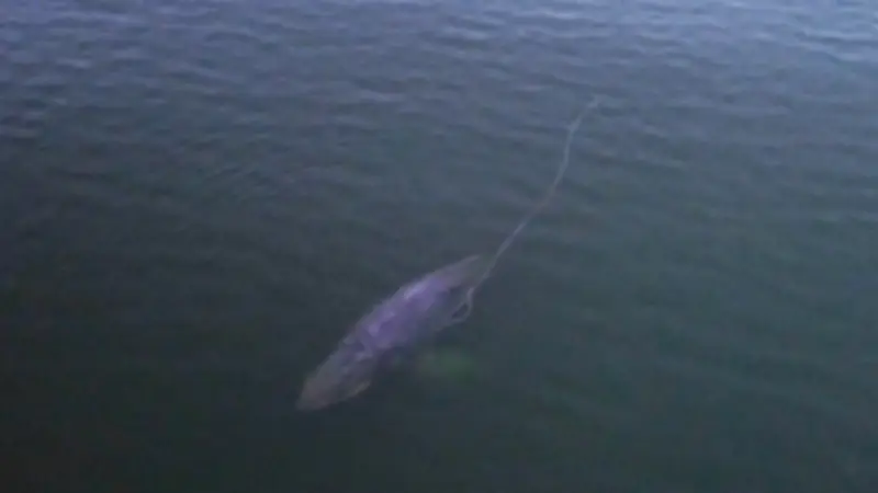 Schüler filmt 12-Meter-Wal in Lübecker Bucht: Sensationeller Irrflug vor Travemünde