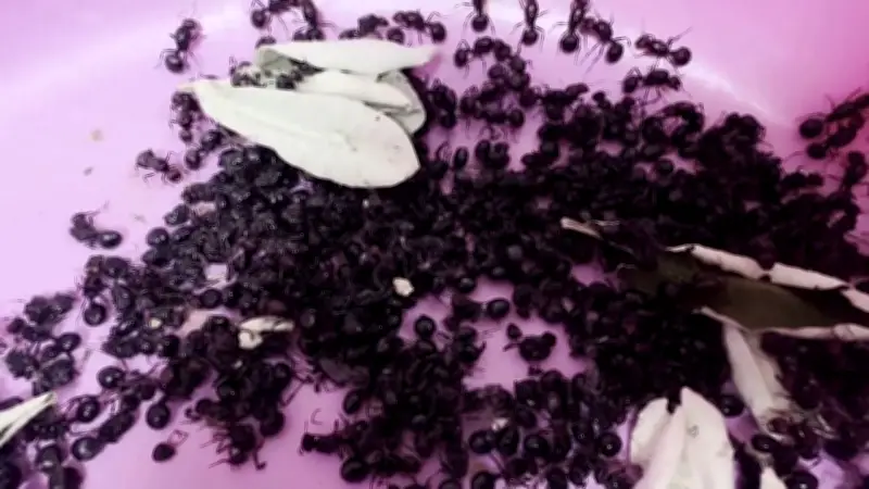 Schmuggler mit 2.000 Sex-Ameisen erwischt - Gefängnis droht in Afrika