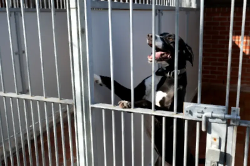 Sächsische Tierheime in der Krise: Finanzielle Not und Platzmangel spitzen sich zu