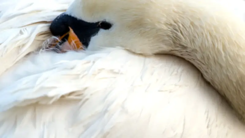 Schwan legt Bahnstrecke lahm: Gefiederter Störenfried sorgt für Zugchaos