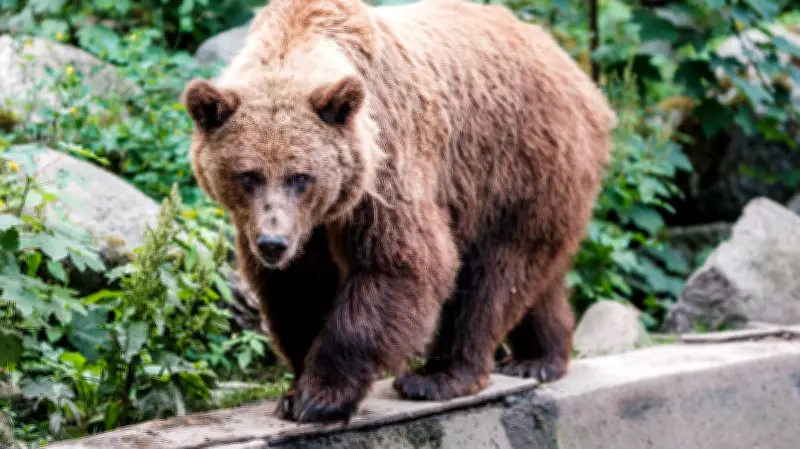 Schweriner Zoo: Bären erwachen aus Winterschlaf - Neue Patenschaft unterstützt Artenschutz