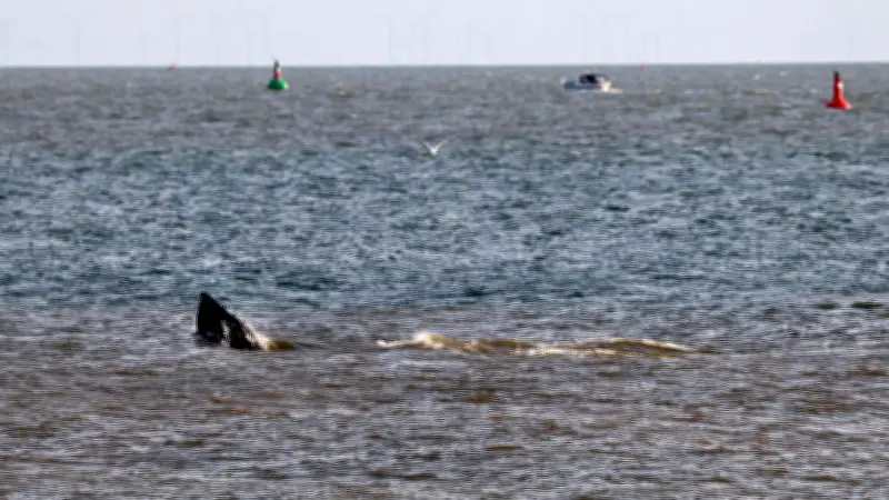 Sea Shepherd befreit Buckelwal in Ostsee von Netzresten - Einsatz vor Travemünde