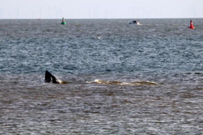 Sea Shepherd befreit Wismarer Buckelwal vor Travemünde von weiteren Netzresten