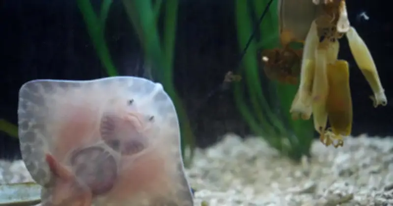 Sealife München feiert 20. Geburtstag mit exklusiver Haifütterung und Labor-Einblicken