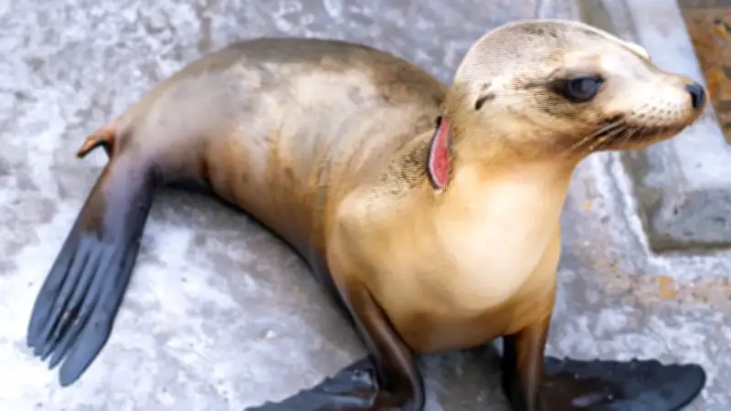 Seelöwin überlebt Hai-Angriff: Dramatische Rettung und erfolgreiche Genesung in San Diego