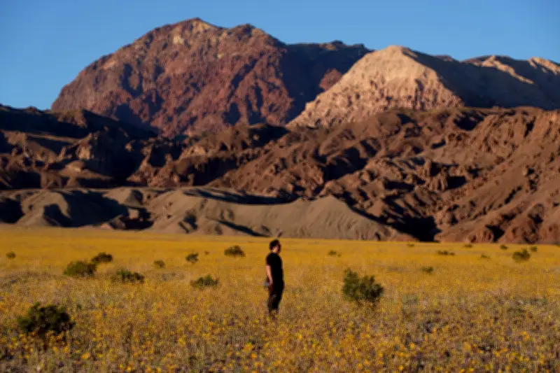 Seltene Blütenpracht verwandelt das Death Valley in ein farbenfrohes Blumenmeer