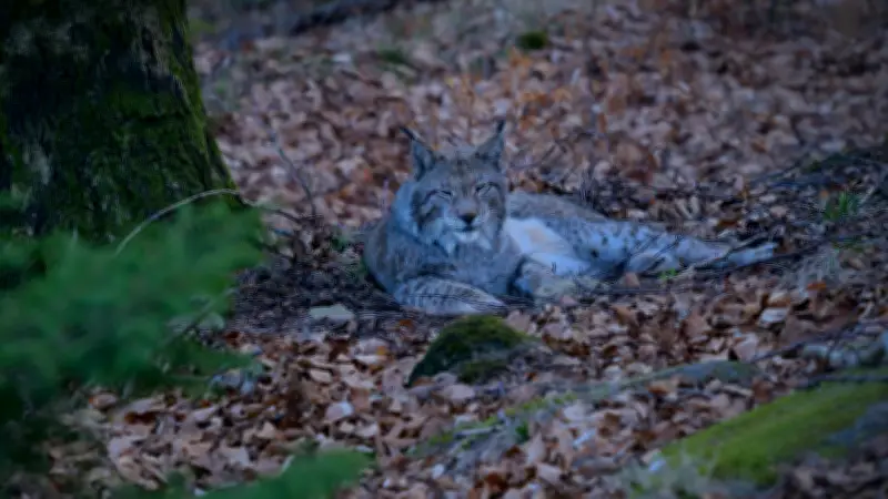 Seltene Luchs-Sichtung im Harz: Ein Zeichen für erfolgreichen Naturschutz