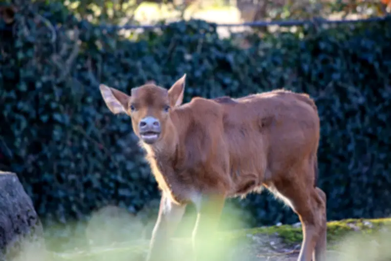 Seltenes Gaur-Kälbchen im Berliner Zoo geboren - Größtes Wildrind der Welt