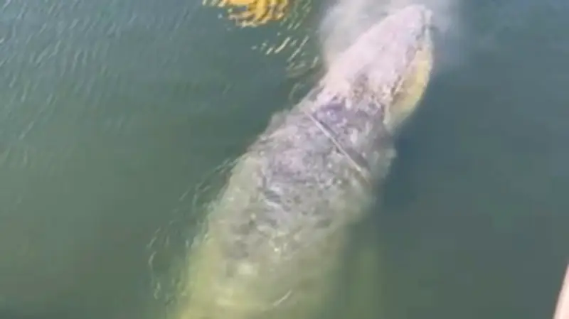 Sensation im Wismarer Hafen: Sechs Meter langer Wal mit Fischernetz gerettet