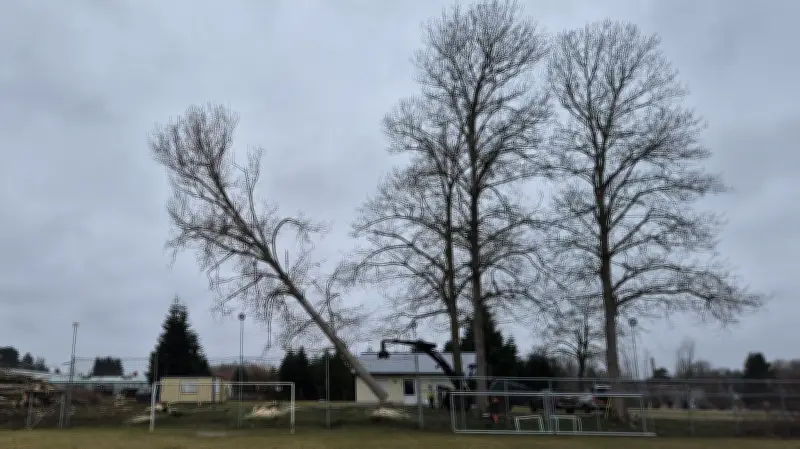 Sicherheitsrisiko beseitigt: Wahrzeichen-Pappeln am Steinhagener Sportplatz gefällt