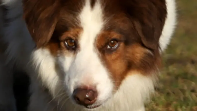 Sorin sucht Familie: Kleiner Hund aus Rumänien bringt Sonne nach Demmin