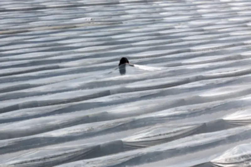 Spargelbauern hoffen auf frühen Saisonstart trotz steigender Kosten